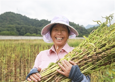 小芝麻迎來(lái)大豐收